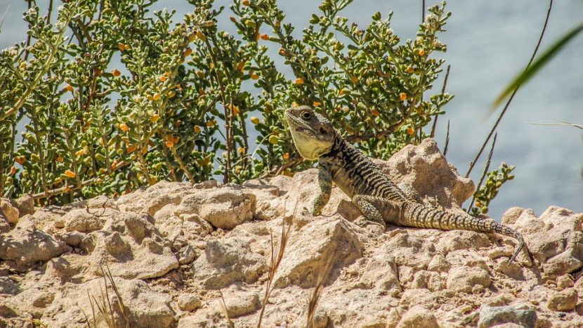 lizard on rock
